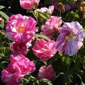 Rosa Mundi Gallica Rose (Rosa gallica Versicolor) 4